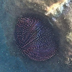 Sphaerechinus granularis image