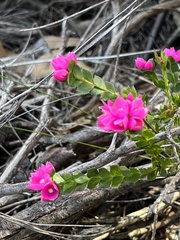 Boronia serrulata