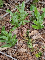 Microsorum pustulatum pustulatum