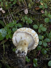 Lactarius scrobiculatus