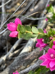 Boronia serrulata