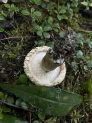 Lactarius scrobiculatus
