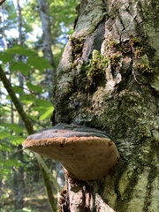 Phellinus