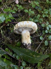 Lactarius scrobiculatus