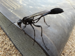Eremnophila