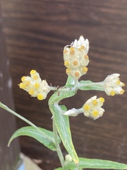 Pseudognaphalium macounii