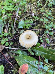 Lactarius scrobiculatus