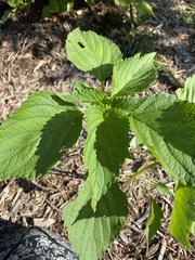 Agastache foeniculum