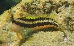 Parablennius pilicornis