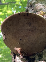 Phellinus