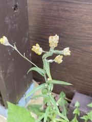 Pseudognaphalium macounii