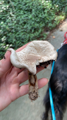 Agaricus
