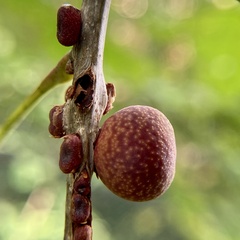 Kokkocynips imbricariae