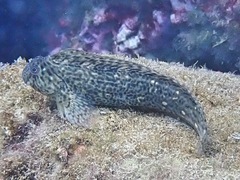 Parablennius sanguinolentus