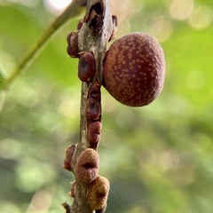 Kokkocynips imbricariae