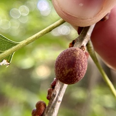 Kokkocynips imbricariae