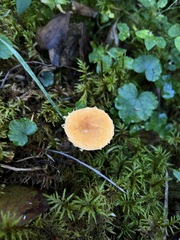 Cystoderma amianthinum