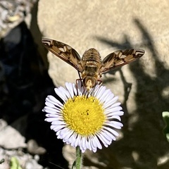 Poecilanthrax arethusa