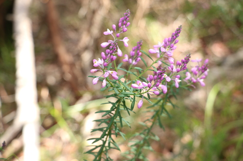 Comesperma esulifolium (Comesperma esulifolium)