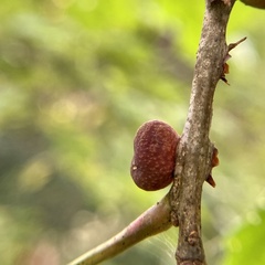 Kokkocynips imbricariae