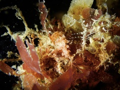 Cratena lineata