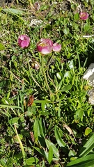 Ranunculus glacialis