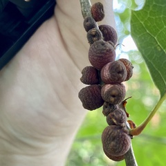 Kokkocynips imbricariae