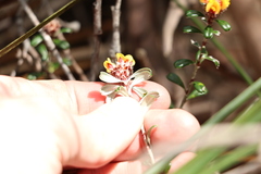 Pultenaea pycnocephala
