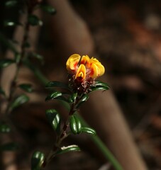 Pultenaea pycnocephala