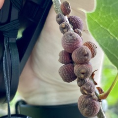 Kokkocynips imbricariae