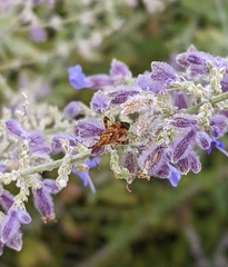 Heteroptera