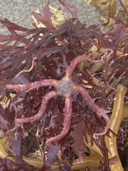 Ophiothrix spiculata