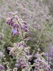 Heteroptera