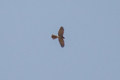 Accipiter brevipes