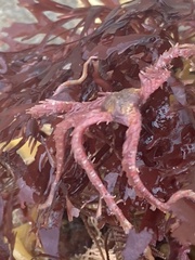 Ophiothrix spiculata