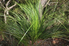 Xanthorrhoea