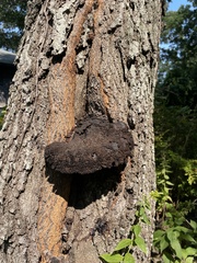 Inonotus hispidus