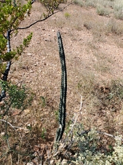 Peniocereus greggii greggii