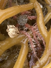 Ophiothrix spiculata