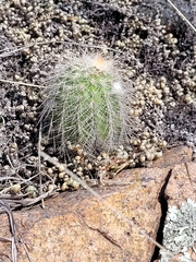 Echinocereus reichenbachii baileyi