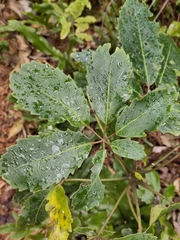 Pseudopanax arboreus