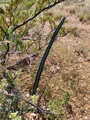 Peniocereus greggii greggii