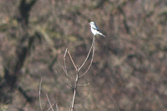 Lanius excubitor