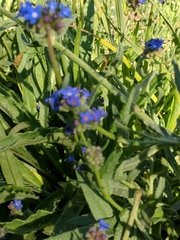 Anchusa officinalis