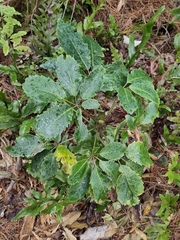 Pseudopanax arboreus