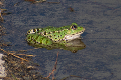 Pelophylax kurtmuelleri