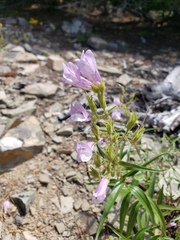 Penstemon lyallii