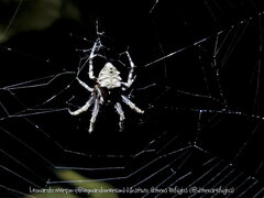 Parawixia