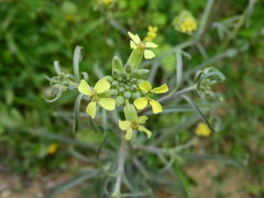 Erysimum graecum