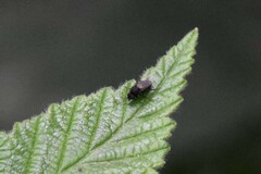 Phoridae